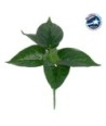 GloboStar® POTHOS 78266 Τεχνητό Φυτό Πόθος - Μπουκέτο Διακοσμητικών Φυτών - Κλαδιών με Φύλλωμα Πράσινο Υ28cm